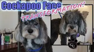 Cockapoo Face Transformation! - Lulu the Cockapoo stars in a full head and face grooming demo