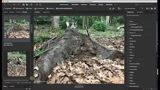 How to Rate Images in Adobe Bridge  for Final Portfolio