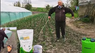 Підживлення рослин і все одразу пішло в Ріст. Добрива По листю і корінням.