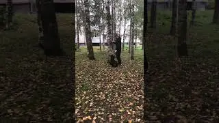 Жесткое нападение ротвейлера🤯 #рокки #shorts