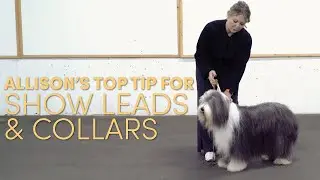 Handling Tip: Lead & Collar Considerations