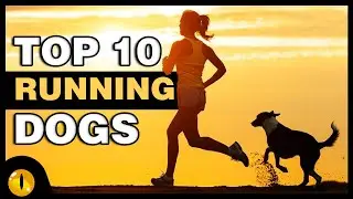 TOP 10 DOGS FOR RUNNERS