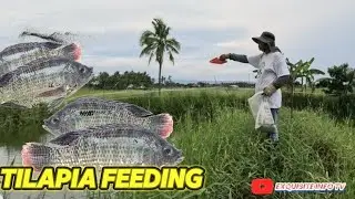 How to Feed Tilapia for Faster Growth & Healthier Fish!