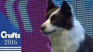 Agility - Crufts Single Final: Small, Medium and Large - Agility | Crufts 2016
