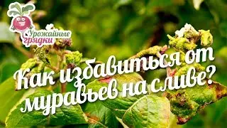 Как избавиться от муравьев на сливе? 