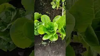 Всего пять кустиков,а не грядка! Но рвать каждый день!