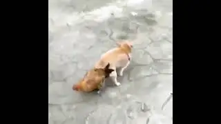 🐕 поимел 🐓💘