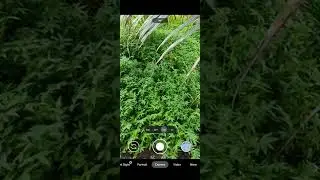 Google camera HD original download link