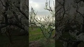 В саду 