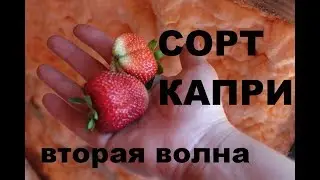 Клубника Капри (земляника НСД) вторая волна плодоношения 2018г
