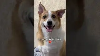 ЛУЧШИЙ В МИРЕ ПЁСИК💔 В сердце навсегда😭
