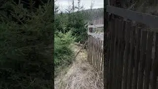 Дратхаар догнали косулю #охота #hunting #лес #forest #природа #косуля #дратхаар #загоннаяохота