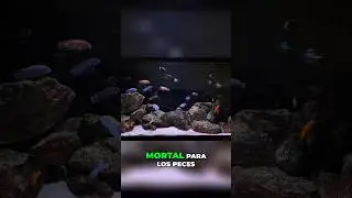 Errores comunes en el CICLADO del ACUARIO #peces #shorts #consejos