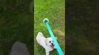 My Baby Dog RAFA Catch and Fetch the Ball 