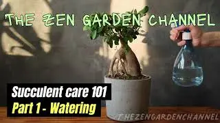 Succulent Care 101 - How to water succulents 💦🪴