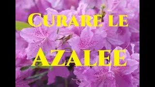 Come curare le Azalee Tutorial Giardinaggio Azalea japonica e indica
