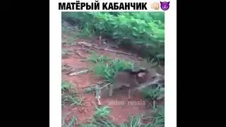 матерый кабанчик