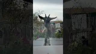 Мира и петуньи🤣