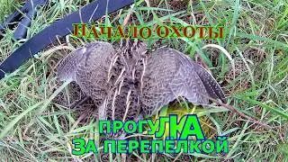 Охота на перепёлку.