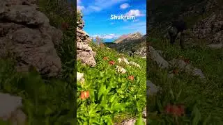 #video #mountains #nature #travel #рашт #love #душанбе #swat #горы
