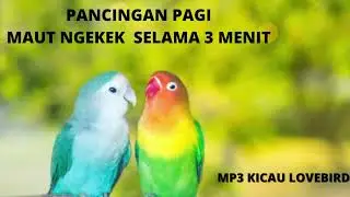 auto ngekek gacor pancingan pagi lovebird