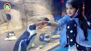 Пингвинг