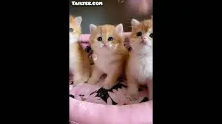 The most beautiful and cute cats playing together @petsanimalsss