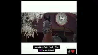 #horse #Arabian_horse فرس عربيه اصيلة  حالات واتس خيول عربيه اصيلة
