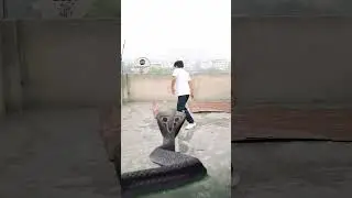 Dekhiae is bacche ko saamp se jaan bachane ke liye ud Gaya Aasman mein#Aasman #shots #video #viral 🐍