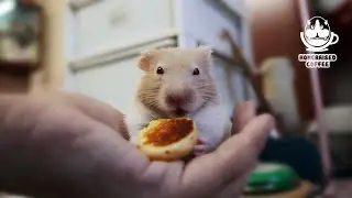 Pancake for hamster.