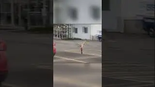 Ястреб с Белкой Врезался в Стену