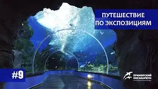 Приморский Океанариум. Путешествие по экспозициям. Выпуск  №9. Тропические моря