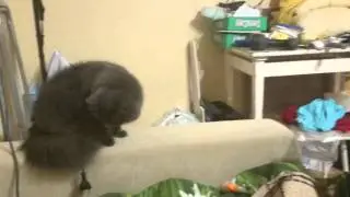 Кошка сломалась (под музыку)