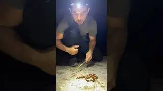Most Stunning AND Toxic Snake in Texas!?