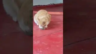 Мысық пен тышқан. (Том и джерри)