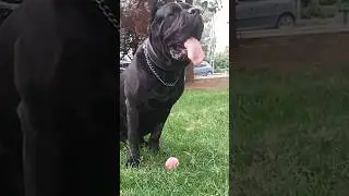 🔺The King Rising..!!🔺... / CANE CORSO #shorts #canecorso