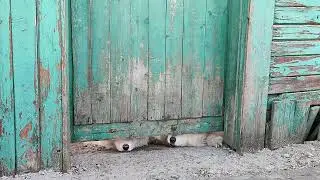 #собака