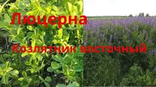 Козлятник восточный Галега Люцерна Выращивание люцерны на сено Козлятник восточный и люцерна