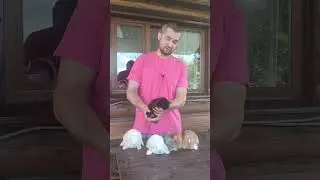 Все цвета кроликов 🔥