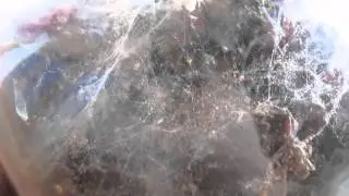 Вылупилась личинка большой восковой моли