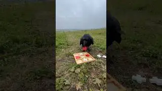 #animal #crow #birds #raven #воронгоша #nature #aboutbirds