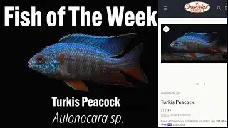 Turkis Peacock Aulonocara sp. #imperialtropicals #Turkis Peacock