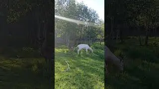 Белая лань в Подмосковном сафари-парке #сафарипарк #zoo #забавныеживотные #лань #animals
