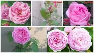 #Desirose #jungalirose Pink desi rose nayab vraity\original jangle desi very Beautiful rose variety