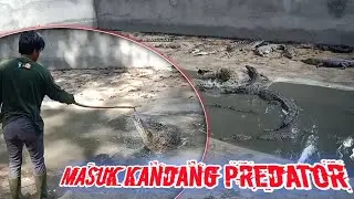 NEKAT ‼️ BERSIHKAN KANDANG PREDATOR BERISI 61 BUAYA