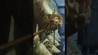 штамм вешенки без спороношения Spoppo