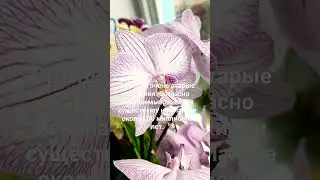 интересно про орхидеи