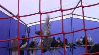 Ярмарка голубей в Мичуринске 06 02 2021 года