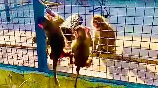 ТАК МИЛО! Рано утром Маняшка и Степашка бегут к обезьянке Майечке забрать ее к себе в вольер)))