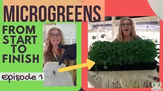FROM START TO FINISH  - Microgreens | episode 1